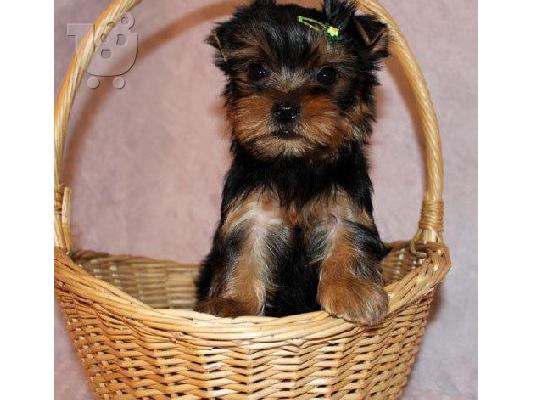 PoulaTo: Είμαι Super Cute & Πολύ Πολύ Pettite!